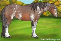 Horse Color:White Spotted Bay Varnish 