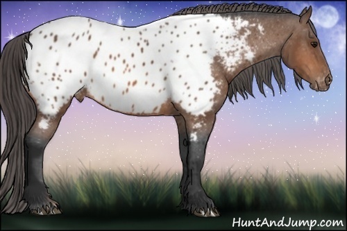 Horse Color: Bay Near Leopard 