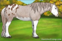 Horse Color:Chestnut Splash Appaloosa 