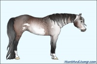 Horse Color:Gray Bay Frame Rabicano