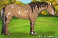Horse Color:White Spotted Sable Cream Champagne 
