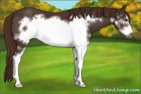 Horse Color:White Spotted Liver Chestnut Frame 