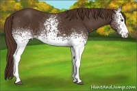 Horse Color:White Spotted Liver Chestnut 
