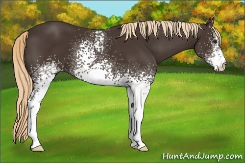 Horse Color: White Spotted Liver Chestnut 