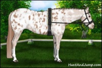 Horse Color:Chestnut Ice Near Leopard 