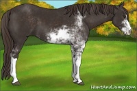 Horse Color:Liver Chestnut Sabino 