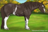 Horse Color:White Spotted Liver Chestnut 
