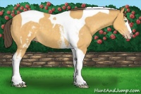 Horse Color:White Spotted Amber Cream Champagne Tobiano 