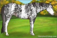 Horse Color:White Spotted Liver Chestnut 