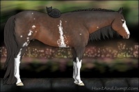 Horse Color:White Spotted Liver Chestnut