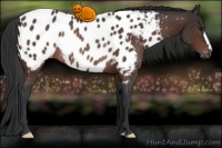 Horse Color:Brown Appaloosa Rabicano 