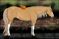 Horse Color:Palomino 