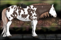 Horse Color:Liver Chestnut Splash Near Leopard 