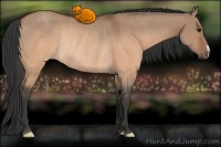 Horse Color:Brown Dun Rabicano 