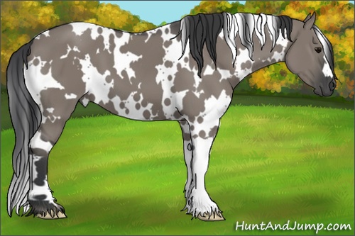 Horse Color: White Spotted Grullo 