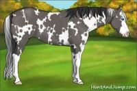 Horse Color:White Spotted Grullo Splash 