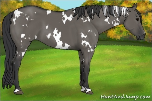 Horse Color: White Spotted Grullo 