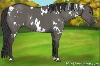 Horse Color:White Spotted Grullo