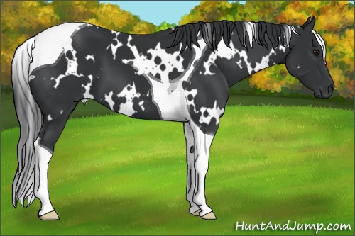 Horse Color: White Spotted Black Tobiano 