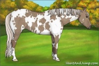 Horse Color:White Spotted Silver Grullo 