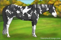 Horse Color:White Spotted Black Splash 