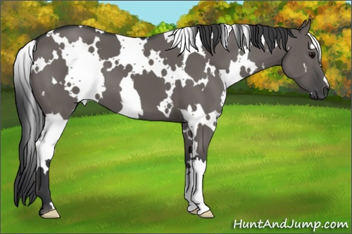 Horse Color: White Spotted Grullo 