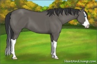 Horse Color:Grullo Splash 