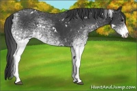 Horse Color:White Spotted Black 