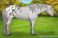 Horse Color:Grullo Appaloosa 