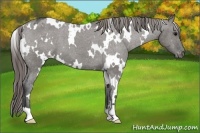 Horse Color:White Spotted Grullo Appaloosa 