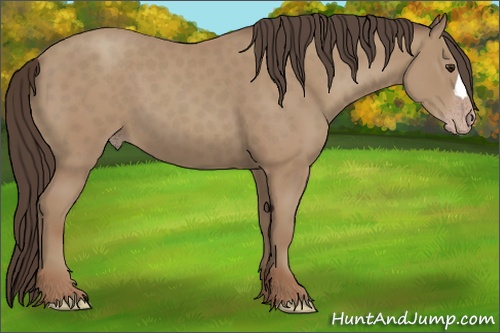 Horse Color: Classic Champagne 