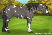 Horse Color:White Spotted Grullo 
