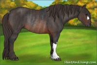Horse Color:Brown Rabicano Brindle