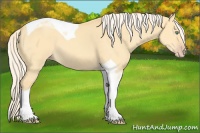 Horse Color:Gold Cream Champagne Dun Tobiano 