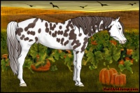 Horse Color:Liver Chestnut Splash Appaloosa 