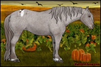 Horse Color:Liver Chestnut Blanket 
