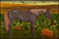 Horse Color:Liver Red Roan 