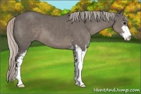 Horse Color:Silver Black Sabino 