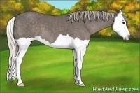 Horse Color:Silver Black Splash