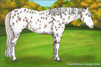 Horse Color:Silver Brown Splash Near Leopard 