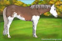 Horse Color:Silver Black Sabino Splash