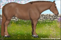 Horse Color:Chestnut Rabicano 