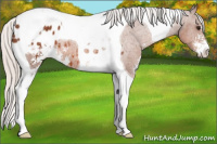 Horse Color:Silver Bay Sabino Tobiano Blanket 