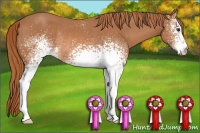 Horse Color:White Spotted Chestnut Rabicano 