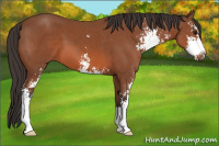 Horse Color:Bay Sabino 