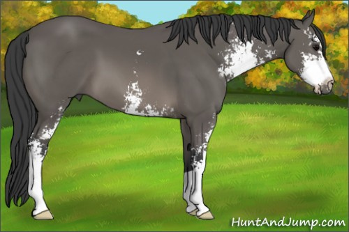 Horse Color:Black Sabino 