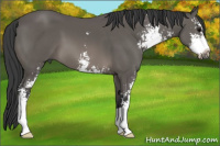 Horse Color:Black Sabino 