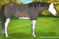 Horse Color:Black Splash 
