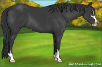 Horse Color:Black Sabino