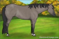 Horse Color:Grullo Rabicano 